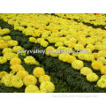 Plant Hybrid F1 Yellow/Orange/Gold Big Flower Marigold Seeds Bulk Tagetes Erecta Seeds For Landscape